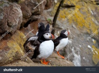 퍼핀 스톡 사진 114355549 | Shutterstock