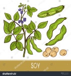 Soy Plant Stem Leaves Flowers Fruit 스톡 벡터(로열티 프리) 1223224669 | Shutterstock