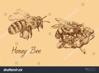 Honey Bee Worker Flying Collected Pollen 스톡 벡터(로열티 프리) 1309854337 | Shutterstock