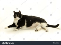 Fat Black White Cat Photographed On 스톡 사진 144403111 | Shutterstock