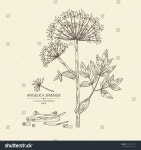 Angelica Sinensis가 있는 배경:천사.화장품과 의료용 식물입니다.벡터 스톡 벡터(로열티 프리) 1477433777 | Shutterstock