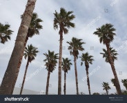 1개의 Jeju jungmoon 로열티 프리 이미지 및 스톡 사진 | Shutterstock