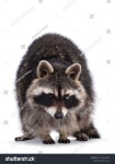 201 Healthy racoon 이미지, 스톡 사진 및 벡터 | Shutterstock