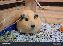 아메리칸 기니피그 또는 기니피그 또는 캐비. 스톡 사진 2462615331 | Shutterstock