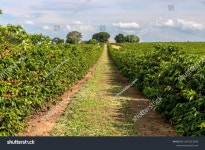 브라질 농장의 커피 나무에 커피 콩 스톡 사진 2475313043 | Shutterstock