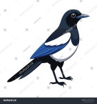 까치 동물의 삽화 스톡 벡터(로열티 프리) 2483157369 | Shutterstock