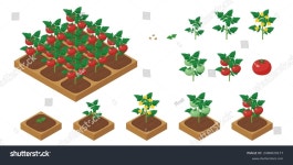강명기토마토농장 | 농장 게임 성장하는 토마토 일러스트 레이 스톡 벡터(로열티 프리) 2490020177 | Shutterstock