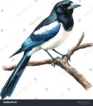 브론즈 맥파이(Bronze Magpie) | 669개의 Magpie watercolor 로열티 프리 이미지 및 스톡 사진 | Shutterstock