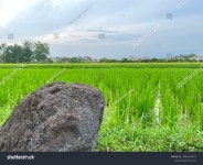 10개의 돌쌀코스메틱 로열티 프리 이미지 및 스톡 사진 | Shutterstock