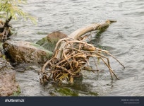 트리 온 더 레이크 온타리오 스톡 사진 2660114065 | Shutterstock