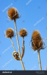 산업화 이전 시대에는 티셀의 씨앗 헤드를 스톡 사진 2685296221 | Shutterstock