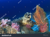 터틀빌 프로덕션 | 호크스빌 씨 터틀 스톡 사진 606367874 | Shutterstock