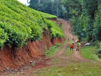 케냐삽55(kenya#55) | Road to historic Mau Mau hero site dilapidated 55 years later :: Kenya - The Standard Road to historic Mau Mau hero site...