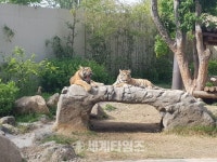 전주시, ′전주동뭉원 쌍둥이 시베리아 호랑이 천둥·번개′ 어린이날 맞아 시민들에게 첫 선
