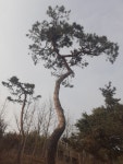 산채조형소나무 : 트리디비
