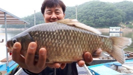 유료터정보 > 유료터점주조황 > 꾸준한 고삼지 양촌좌대