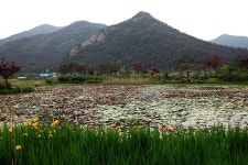 Foto aus Naver-Suchergebnissen 6