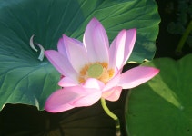 Foto aus Naver-Suchergebnissen 4