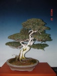 새봄분재꽃식물원 | PHOTO | 분재야생화테마파크
