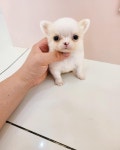 여니네치와와분양 | 강아지분양 치와와 분양, 강아지분양포털 주세요닷컴 No1210849