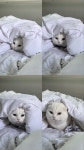 씨티비앤에프던킨대전 | 대전고양이무료분양 먼치킨 무료분양, 고양이무료분양포털 주세요닷컴 No497780