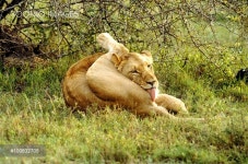 Lioness Cleaning - 당신의 크리에이티브 파트너, 이미지사이트 윤익이미지 YOONIQ Images RM #100832708