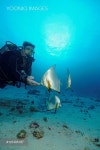 씨앤(SEA N)스쿠버 | Egypt, Red Sea, Scuba diver with Circular batfish (Platax orbicularis) - 당신의 크리에이티브 파트너, 이미지사이트...