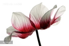 Red-white anemone in front of white background - 당신의 크리에이티브 파트너, 이미지사이트 윤익이미지 YOONIQ Images RF #207083681