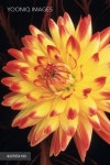 Dahlia, Dahlia 'Bridgeview Aloha'. - 당신의 크리에이티브 파트너, 이미지사이트 윤익이미지 YOONIQ Images RM #207654190