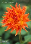 Dahlia, Dahlia 'Mish Mash'. - 당신의 크리에이티브 파트너, 이미지사이트 윤익이미지 YOONIQ Images RM #207651758