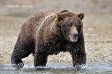 Grizzly Bear (Ursus arctos horribilis) looking for fish United States Alaska Kinak Bay Katmai National Park - 당신의...