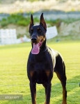 Doberman Pinscher - 당신의 크리에이티브 파트너, 이미지사이트 윤익이미지 YOONIQ Images RF #213013077