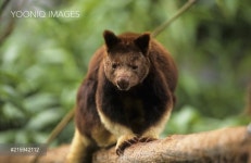 굿트리온(Good Tree On) | Goodfellow's Tree Kangaroo (Dendrolagus goodfellowi buergersi), on wood, looking across, Australia, Oceania - 당신의 크리에이티브...