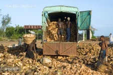 Workers loading coconuts (Cocos nucifera) onto a truck for the production of copra, Pangani, Tanzania, Africa - 당신의 크리에이티브...