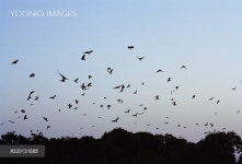 Birds fly in large flocks - 당신의 크리에이티브 파트너, 이미지사이트 윤익이미지 YOONIQ Images RM #220131688