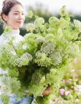 정애꽃묘종 | 꽃씨앗 전문 화훼종묘 야미가든 재입고 - 입고예정