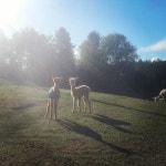 Camping at Brigadoon Fiber Farm Alpacas - Hoyt의 캠프장에서 살아보기, ...