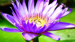Violet Lotus in Water with 스톡 동영상 비디오(100% 로열티 프리) 17413309 ...