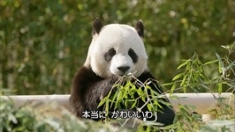 더쿠 - 러배우 일본ott에서 봤어