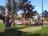 tree, grass, tree trunk, palm tree, growth, park - | EyeEm