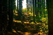 Forest Path Sunlight - Free photo on Pixabay