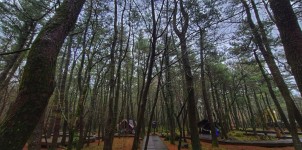 붉은오름자연휴양림 우중캠 후기 - 뽐뿌:캠핑포럼 붉은오름자연휴양림 우중캠 후기