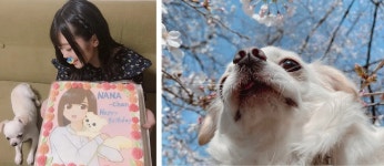 야마사키 나나 - 나무위키 야마사키 나나