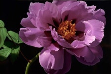 Nancy Depew | 사진