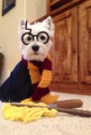 Harry Potter에 관한 17개의 최상의 Pinterest 이미지 | 해리포터 영화, 배우 및 세계 H...