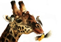 Peter+Williams++%283%29.jpg (900×624)(이미지 포함)