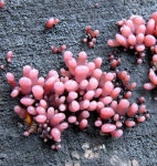 Ascocoryne sarcoides | 버섯