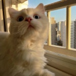망고네はInstagramを利用しています:「어제 뽀넬&엘리네... 뽀넬&엘리네 다녀왔어요❤ 아가들 넘 귀엽더라...