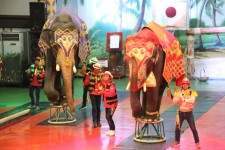 점보빌리지  코끼리공연 http://www.eleland.com/ | 역사
