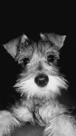Rosa Maria #schnauzer | 동물, 물